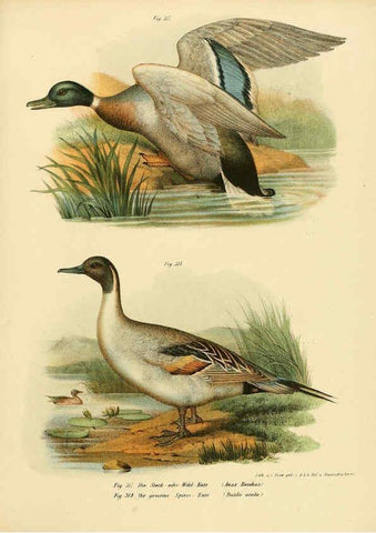 Reproducción/Reproduction 6005785254: Bilder-atlas zur Wissenschaftlich-populären Naturgeschichte der Vögel in ihren sämmtlichen Hauptformen Wien,K.K. Hof und Staatsdruckerei,1864