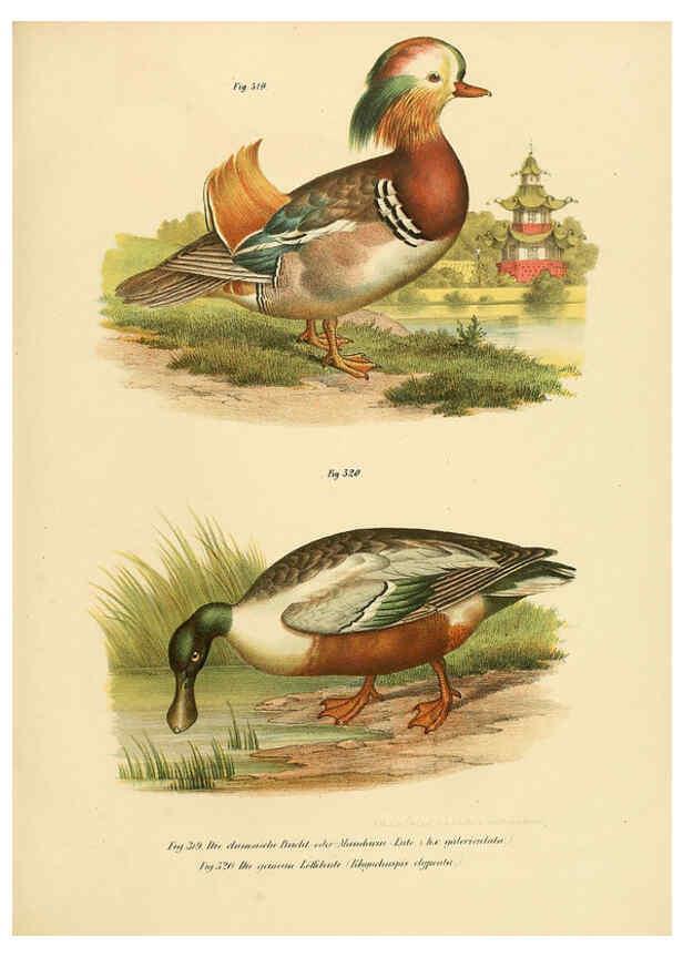 Reproducción/Reproduction 6005785518: Bilder-atlas zur Wissenschaftlich-populären Naturgeschichte der Vögel in ihren sämmtlichen Hauptformen Wien,K.K. Hof und Staatsdruckerei,1864