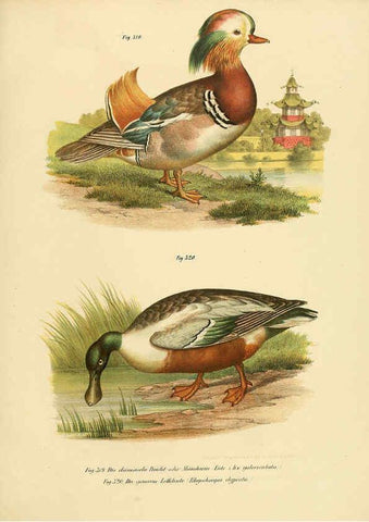 Reproducción/Reproduction 6005785518: Bilder-atlas zur Wissenschaftlich-populären Naturgeschichte der Vögel in ihren sämmtlichen Hauptformen Wien,K.K. Hof und Staatsdruckerei,1864