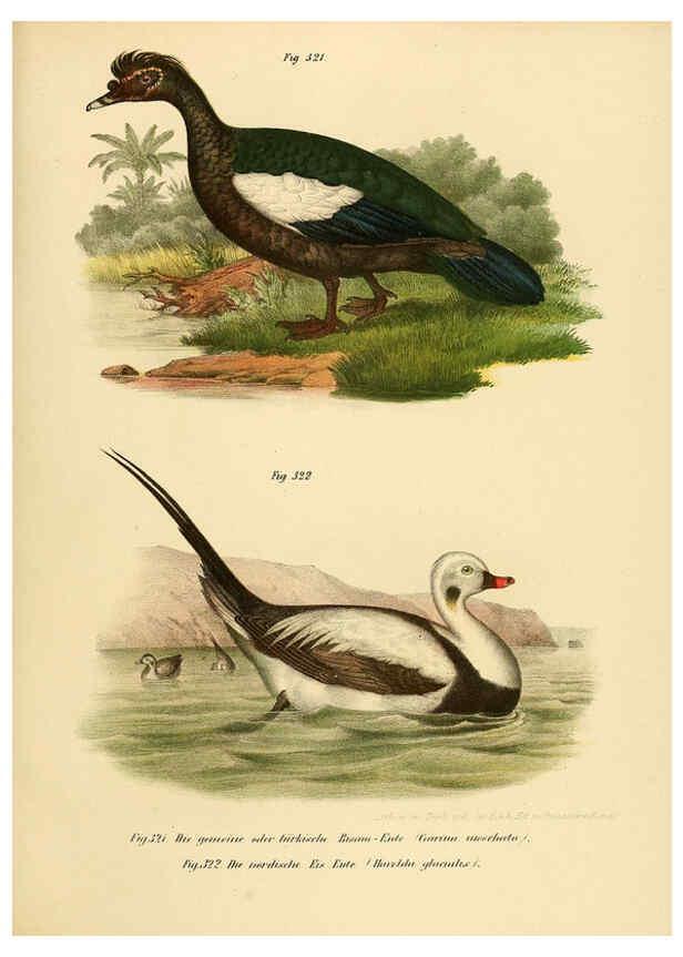 Reproducción/Reproduction 6005241361: Bilder-atlas zur Wissenschaftlich-populären Naturgeschichte der Vögel in ihren sämmtlichen Hauptformen Wien,K.K. Hof und Staatsdruckerei,1864