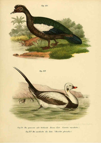 Reproducción/Reproduction 6005241361: Bilder-atlas zur Wissenschaftlich-populären Naturgeschichte der Vögel in ihren sämmtlichen Hauptformen Wien,K.K. Hof und Staatsdruckerei,1864