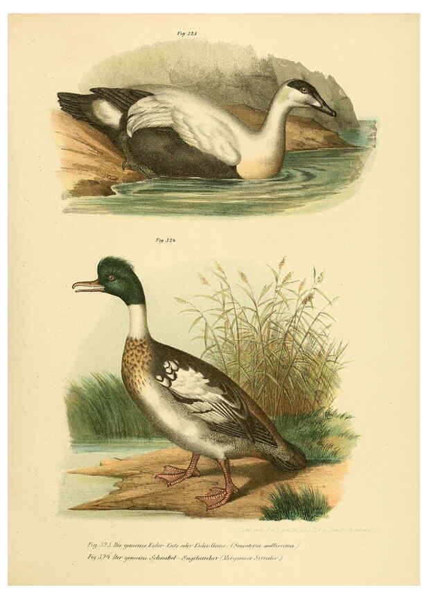 Reproducción/Reproduction 6005786120: Bilder-atlas zur Wissenschaftlich-populären Naturgeschichte der Vögel in ihren sämmtlichen Hauptformen Wien,K.K. Hof und Staatsdruckerei,1864