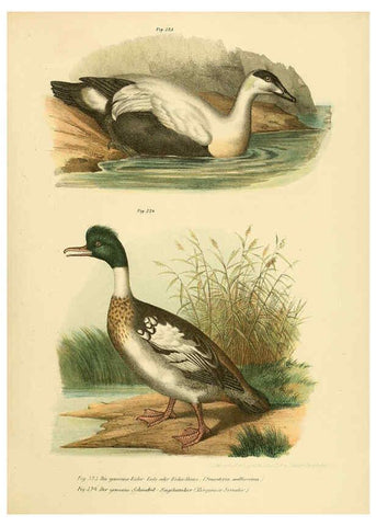 Reproducción/Reproduction 6005786120: Bilder-atlas zur Wissenschaftlich-populären Naturgeschichte der Vögel in ihren sämmtlichen Hauptformen Wien,K.K. Hof und Staatsdruckerei,1864