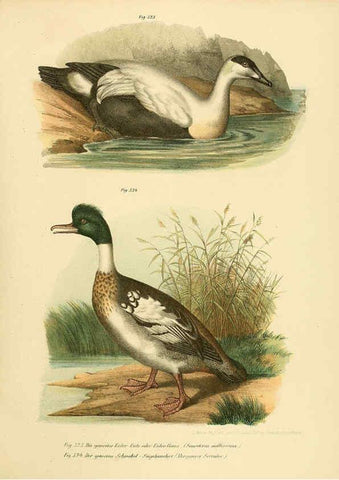 Reproducción/Reproduction 6005786120: Bilder-atlas zur Wissenschaftlich-populären Naturgeschichte der Vögel in ihren sämmtlichen Hauptformen Wien,K.K. Hof und Staatsdruckerei,1864