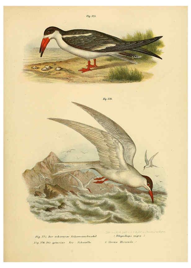 Reproducción/Reproduction 6005242045: Bilder-atlas zur Wissenschaftlich-populären Naturgeschichte der Vögel in ihren sämmtlichen Hauptformen Wien,K.K. Hof und Staatsdruckerei,1864