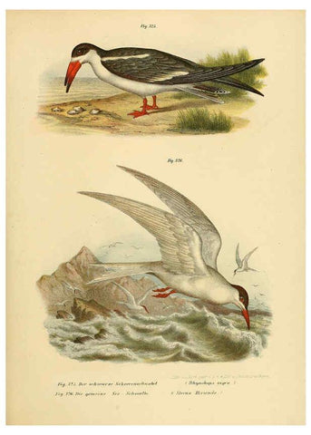Reproducción/Reproduction 6005242045: Bilder-atlas zur Wissenschaftlich-populären Naturgeschichte der Vögel in ihren sämmtlichen Hauptformen Wien,K.K. Hof und Staatsdruckerei,1864