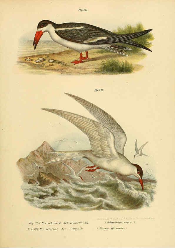 Reproducción/Reproduction 6005242045: Bilder-atlas zur Wissenschaftlich-populären Naturgeschichte der Vögel in ihren sämmtlichen Hauptformen Wien,K.K. Hof und Staatsdruckerei,1864