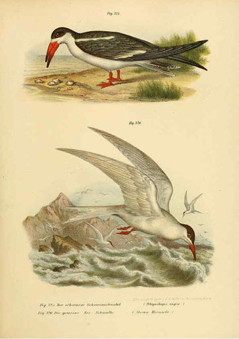 Reproducción/Reproduction 6005242045: Bilder-atlas zur Wissenschaftlich-populären Naturgeschichte der Vögel in ihren sämmtlichen Hauptformen Wien,K.K. Hof und Staatsdruckerei,1864