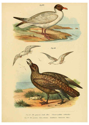 Reproducción/Reproduction 6005786798: Bilder-atlas zur Wissenschaftlich-populären Naturgeschichte der Vögel in ihren sämmtlichen Hauptformen Wien,K.K. Hof und Staatsdruckerei,1864