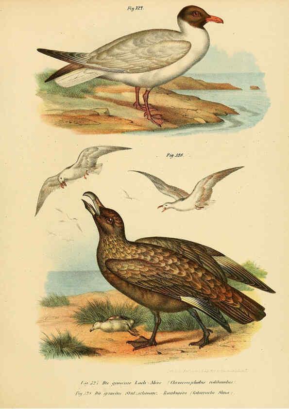 Reproducción/Reproduction 6005786798: Bilder-atlas zur Wissenschaftlich-populären Naturgeschichte der Vögel in ihren sämmtlichen Hauptformen Wien,K.K. Hof und Staatsdruckerei,1864