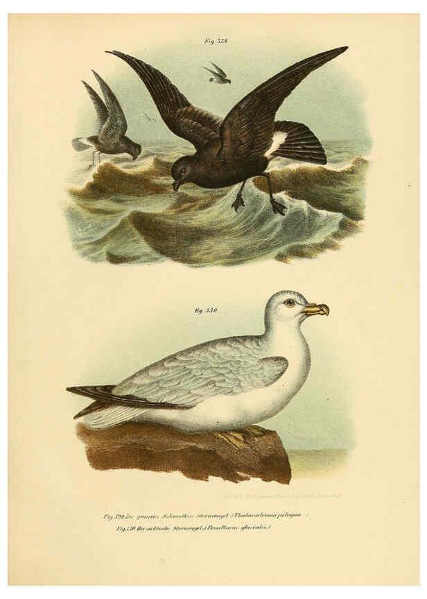 Reproducción/Reproduction 6005787158: Bilder-atlas zur Wissenschaftlich-populären Naturgeschichte der Vögel in ihren sämmtlichen Hauptformen Wien,K.K. Hof und Staatsdruckerei,1864