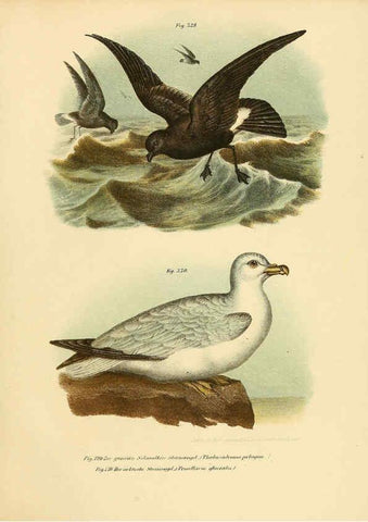 Reproducción/Reproduction 6005787158: Bilder-atlas zur Wissenschaftlich-populären Naturgeschichte der Vögel in ihren sämmtlichen Hauptformen Wien,K.K. Hof und Staatsdruckerei,1864