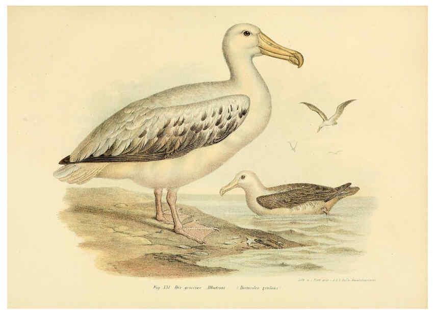Reproducción/Reproduction 6005787406: Bilder-atlas zur Wissenschaftlich-populären Naturgeschichte der Vögel in ihren sämmtlichen Hauptformen Wien,K.K. Hof und Staatsdruckerei,1864