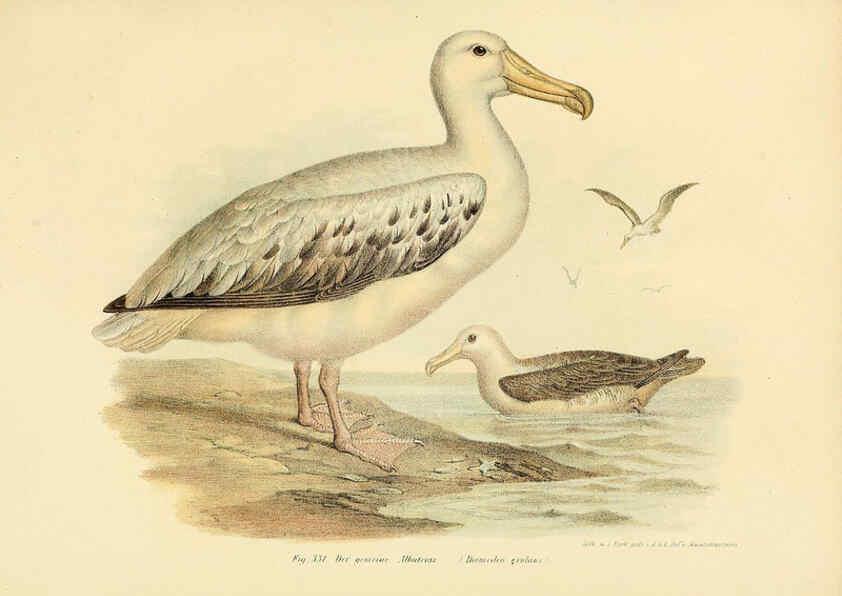 Reproducción/Reproduction 6005787406: Bilder-atlas zur Wissenschaftlich-populären Naturgeschichte der Vögel in ihren sämmtlichen Hauptformen Wien,K.K. Hof und Staatsdruckerei,1864