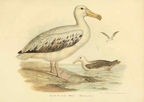 Reproducción/Reproduction 6005787406: Bilder-atlas zur Wissenschaftlich-populären Naturgeschichte der Vögel in ihren sämmtlichen Hauptformen Wien,K.K. Hof und Staatsdruckerei,1864