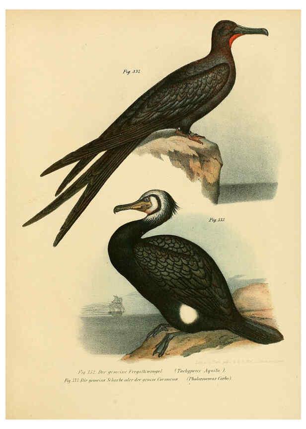 Reproducción/Reproduction 6005243371: Bilder-atlas zur Wissenschaftlich-populären Naturgeschichte der Vögel in ihren sämmtlichen Hauptformen Wien,K.K. Hof und Staatsdruckerei,1864