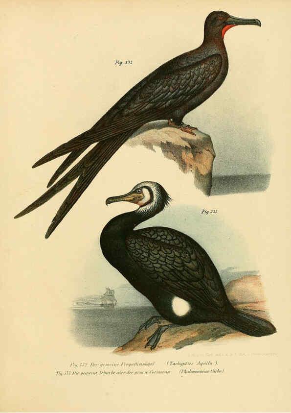 Reproducción/Reproduction 6005243371: Bilder-atlas zur Wissenschaftlich-populären Naturgeschichte der Vögel in ihren sämmtlichen Hauptformen Wien,K.K. Hof und Staatsdruckerei,1864