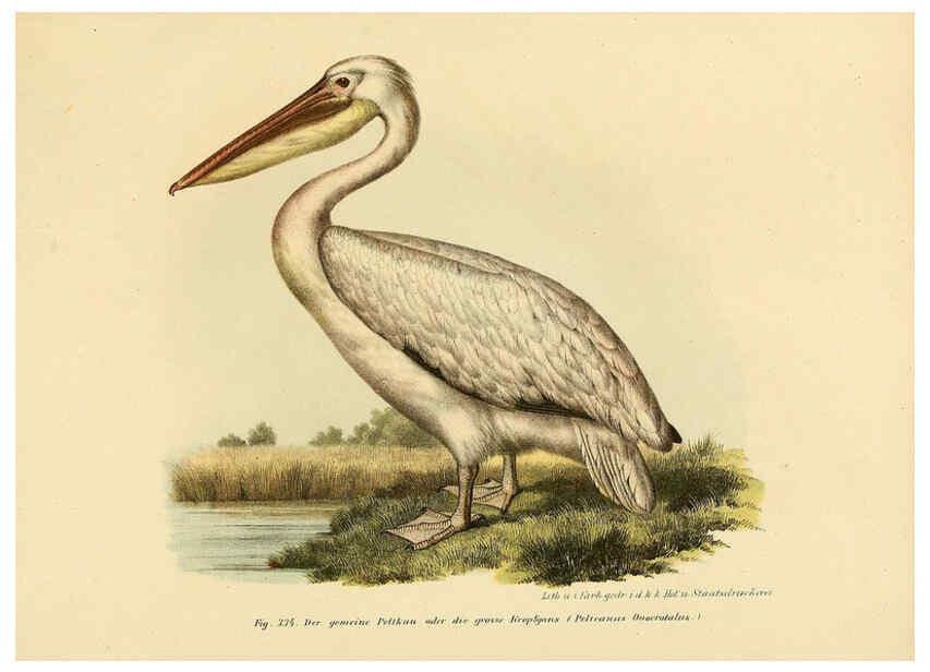 Reproducción/Reproduction 6005243737: Bilder-atlas zur Wissenschaftlich-populären Naturgeschichte der Vögel in ihren sämmtlichen Hauptformen Wien,K.K. Hof und Staatsdruckerei,1864