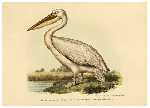 Reproducción/Reproduction 6005243737: Bilder-atlas zur Wissenschaftlich-populären Naturgeschichte der Vögel in ihren sämmtlichen Hauptformen Wien,K.K. Hof und Staatsdruckerei,1864
