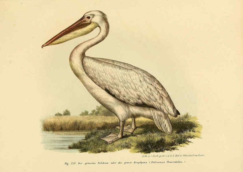 Reproducción/Reproduction 6005243737: Bilder-atlas zur Wissenschaftlich-populären Naturgeschichte der Vögel in ihren sämmtlichen Hauptformen Wien,K.K. Hof und Staatsdruckerei,1864