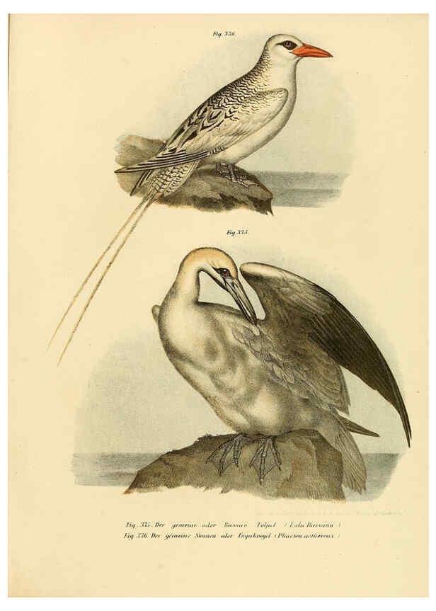 Reproducción/Reproduction 6005788306: Bilder-atlas zur Wissenschaftlich-populären Naturgeschichte der Vögel in ihren sämmtlichen Hauptformen Wien,K.K. Hof und Staatsdruckerei,1864