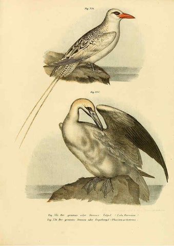 Reproducción/Reproduction 6005788306: Bilder-atlas zur Wissenschaftlich-populären Naturgeschichte der Vögel in ihren sämmtlichen Hauptformen Wien,K.K. Hof und Staatsdruckerei,1864
