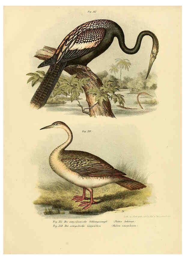 Reproducción/Reproduction 6005244311: Bilder-atlas zur Wissenschaftlich-populären Naturgeschichte der Vögel in ihren sämmtlichen Hauptformen Wien,K.K. Hof und Staatsdruckerei,1864