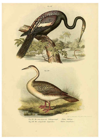 Reproducción/Reproduction 6005244311: Bilder-atlas zur Wissenschaftlich-populären Naturgeschichte der Vögel in ihren sämmtlichen Hauptformen Wien,K.K. Hof und Staatsdruckerei,1864