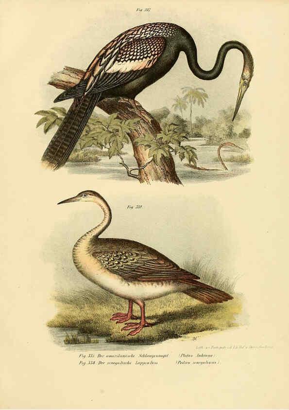 Reproducción/Reproduction 6005244311: Bilder-atlas zur Wissenschaftlich-populären Naturgeschichte der Vögel in ihren sämmtlichen Hauptformen Wien,K.K. Hof und Staatsdruckerei,1864