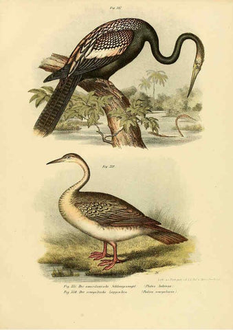 Reproducción/Reproduction 6005244311: Bilder-atlas zur Wissenschaftlich-populären Naturgeschichte der Vögel in ihren sämmtlichen Hauptformen Wien,K.K. Hof und Staatsdruckerei,1864