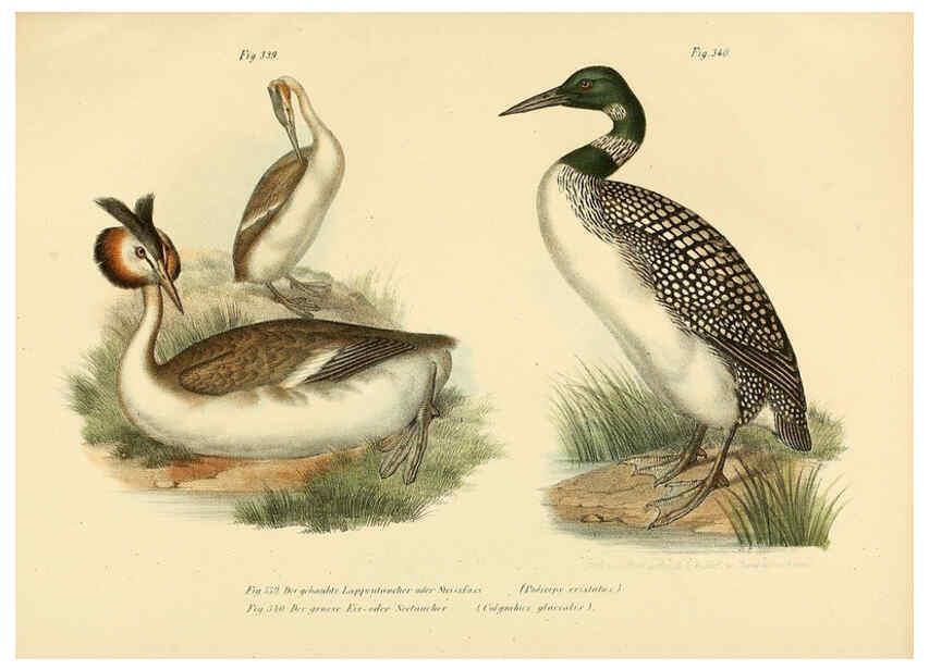 Reproducción/Reproduction 6005244549: Bilder-atlas zur Wissenschaftlich-populären Naturgeschichte der Vögel in ihren sämmtlichen Hauptformen Wien,K.K. Hof und Staatsdruckerei,1864