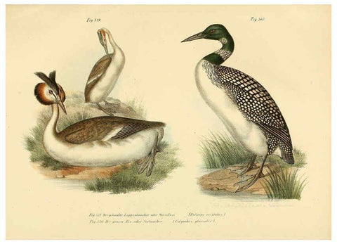 Reproducción/Reproduction 6005244549: Bilder-atlas zur Wissenschaftlich-populären Naturgeschichte der Vögel in ihren sämmtlichen Hauptformen Wien,K.K. Hof und Staatsdruckerei,1864
