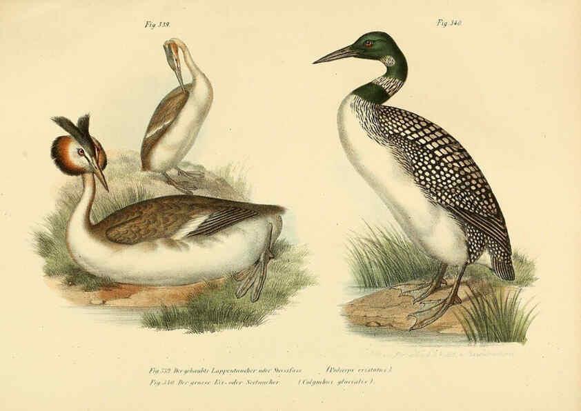 Reproducción/Reproduction 6005244549: Bilder-atlas zur Wissenschaftlich-populären Naturgeschichte der Vögel in ihren sämmtlichen Hauptformen Wien,K.K. Hof und Staatsdruckerei,1864