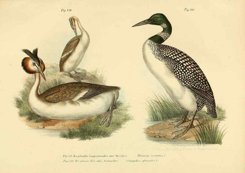 Reproducción/Reproduction 6005244549: Bilder-atlas zur Wissenschaftlich-populären Naturgeschichte der Vögel in ihren sämmtlichen Hauptformen Wien,K.K. Hof und Staatsdruckerei,1864