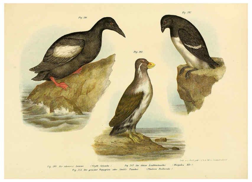 Reproducción/Reproduction 6005789228: Bilder-atlas zur Wissenschaftlich-populären Naturgeschichte der Vögel in ihren sämmtlichen Hauptformen Wien,K.K. Hof und Staatsdruckerei,1864