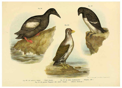 Reproducción/Reproduction 6005789228: Bilder-atlas zur Wissenschaftlich-populären Naturgeschichte der Vögel in ihren sämmtlichen Hauptformen Wien,K.K. Hof und Staatsdruckerei,1864
