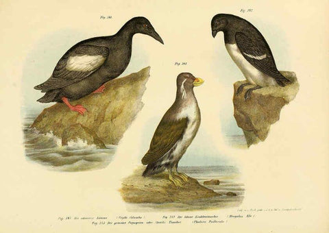 Reproducción/Reproduction 6005789228: Bilder-atlas zur Wissenschaftlich-populären Naturgeschichte der Vögel in ihren sämmtlichen Hauptformen Wien,K.K. Hof und Staatsdruckerei,1864