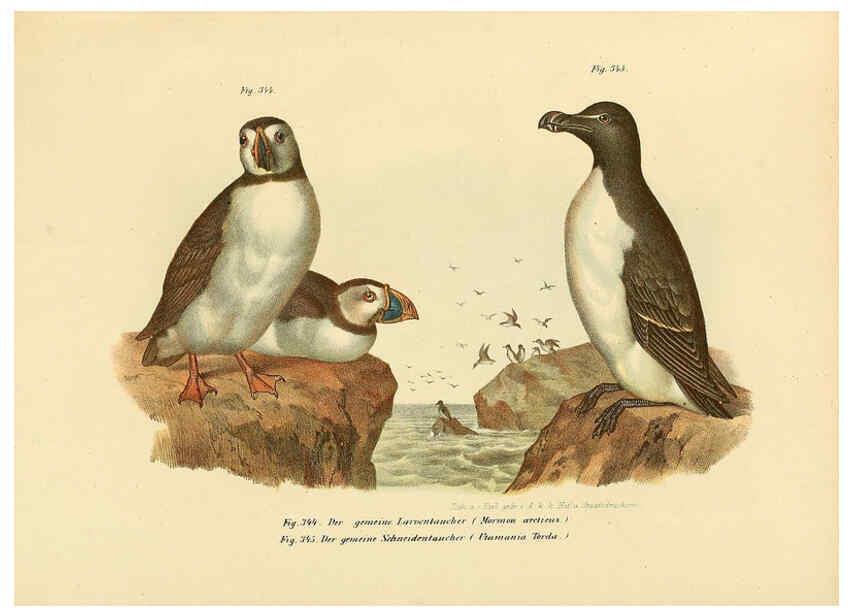 Reproducción/Reproduction 6005245003: Bilder-atlas zur Wissenschaftlich-populären Naturgeschichte der Vögel in ihren sämmtlichen Hauptformen Wien,K.K. Hof und Staatsdruckerei,1864