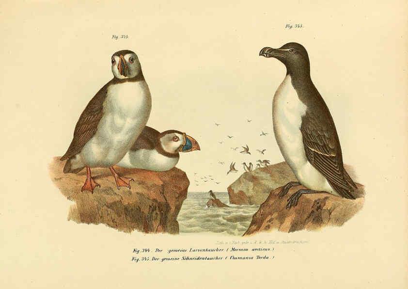 Reproducción/Reproduction 6005245003: Bilder-atlas zur Wissenschaftlich-populären Naturgeschichte der Vögel in ihren sämmtlichen Hauptformen Wien,K.K. Hof und Staatsdruckerei,1864