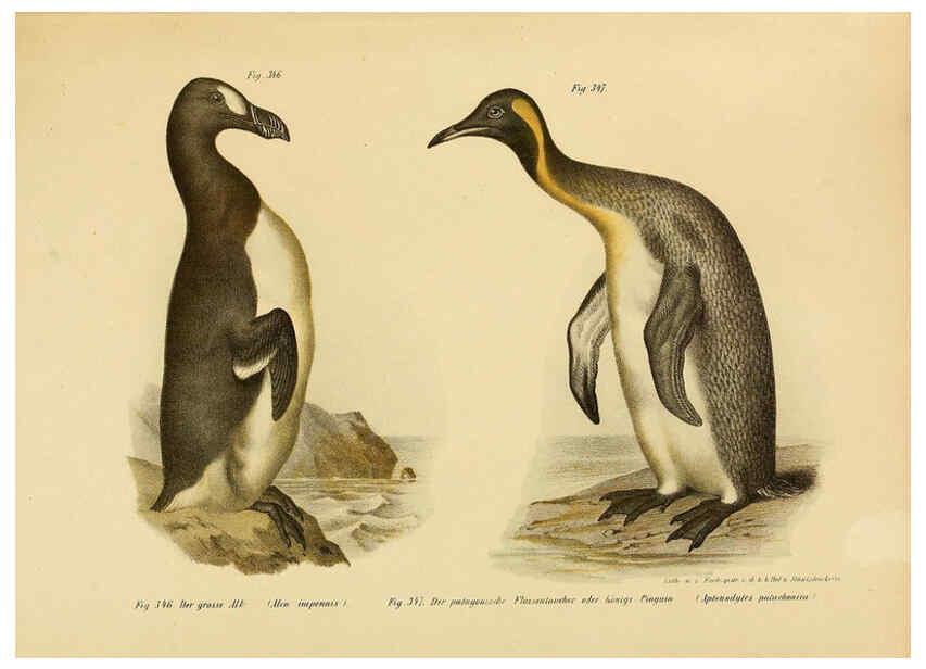 Reproducción/Reproduction 6005789732: Bilder-atlas zur Wissenschaftlich-populären Naturgeschichte der Vögel in ihren sämmtlichen Hauptformen Wien,K.K. Hof und Staatsdruckerei,1864