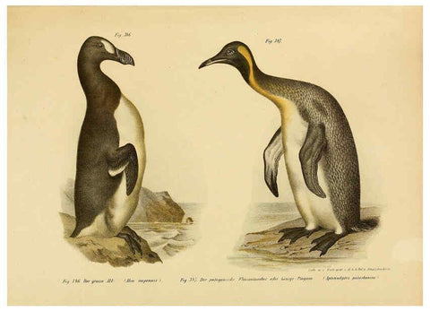 Reproducción/Reproduction 6005789732: Bilder-atlas zur Wissenschaftlich-populären Naturgeschichte der Vögel in ihren sämmtlichen Hauptformen Wien,K.K. Hof und Staatsdruckerei,1864