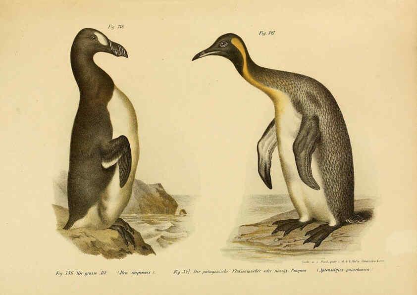 Reproducción/Reproduction 6005789732: Bilder-atlas zur Wissenschaftlich-populären Naturgeschichte der Vögel in ihren sämmtlichen Hauptformen Wien,K.K. Hof und Staatsdruckerei,1864