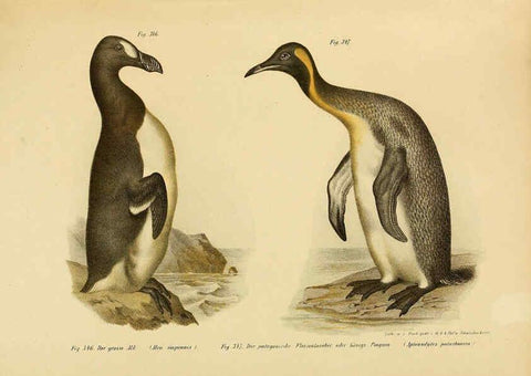 Reproducción/Reproduction 6005789732: Bilder-atlas zur Wissenschaftlich-populären Naturgeschichte der Vögel in ihren sämmtlichen Hauptformen Wien,K.K. Hof und Staatsdruckerei,1864