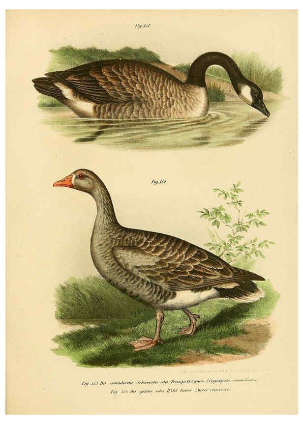 Reproducción/Reproduction 6005239981: Bilder-atlas zur Wissenschaftlich-populären Naturgeschichte der Vögel in ihren sämmtlichen Hauptformen Wien,K.K. Hof und Staatsdruckerei,1864