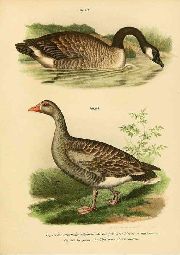 Reproducción/Reproduction 6005239981: Bilder-atlas zur Wissenschaftlich-populären Naturgeschichte der Vögel in ihren sämmtlichen Hauptformen Wien,K.K. Hof und Staatsdruckerei,1864