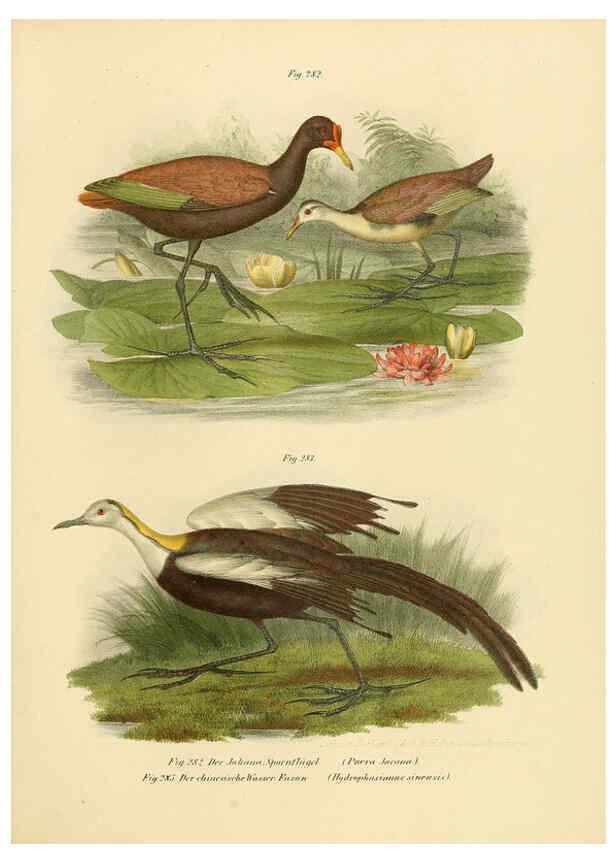 Reproducción/Reproduction 6005778324: Bilder-atlas zur Wissenschaftlich-populären Naturgeschichte der Vögel in ihren sämmtlichen Hauptformen Wien,K.K. Hof und Staatsdruckerei,1864