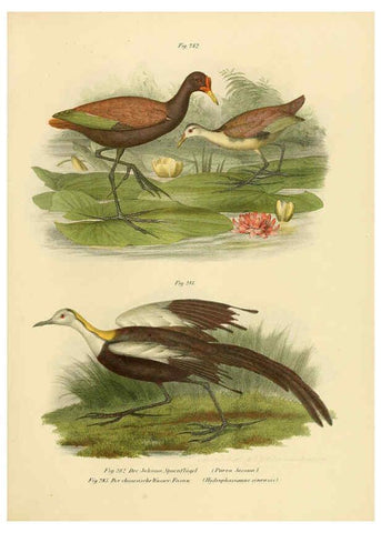Reproducción/Reproduction 6005778324: Bilder-atlas zur Wissenschaftlich-populären Naturgeschichte der Vögel in ihren sämmtlichen Hauptformen Wien,K.K. Hof und Staatsdruckerei,1864