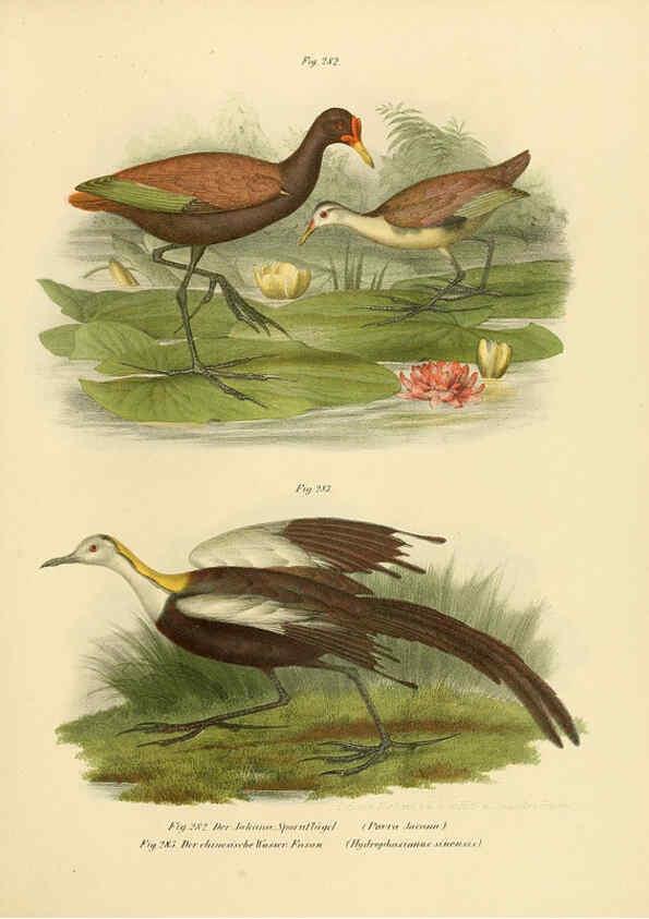 Reproducción/Reproduction 6005778324: Bilder-atlas zur Wissenschaftlich-populären Naturgeschichte der Vögel in ihren sämmtlichen Hauptformen Wien,K.K. Hof und Staatsdruckerei,1864