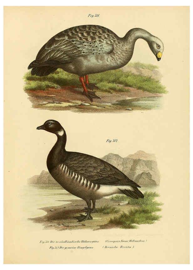 Reproducción/Reproduction 6005784134: Bilder-atlas zur Wissenschaftlich-populären Naturgeschichte der Vögel in ihren sämmtlichen Hauptformen Wien,K.K. Hof und Staatsdruckerei,1864