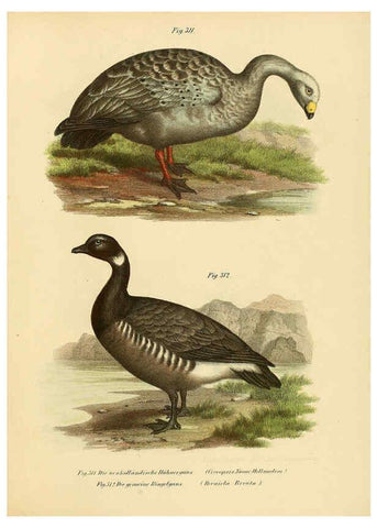 Reproducción/Reproduction 6005784134: Bilder-atlas zur Wissenschaftlich-populären Naturgeschichte der Vögel in ihren sämmtlichen Hauptformen Wien,K.K. Hof und Staatsdruckerei,1864
